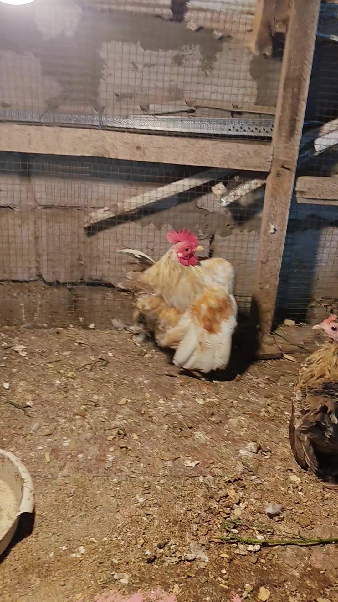 @MAŞTAĞA_QUŞCULUĞ