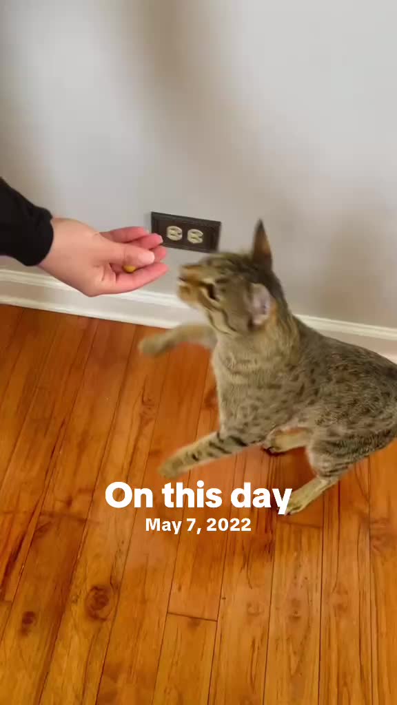 @Atlas the Cat