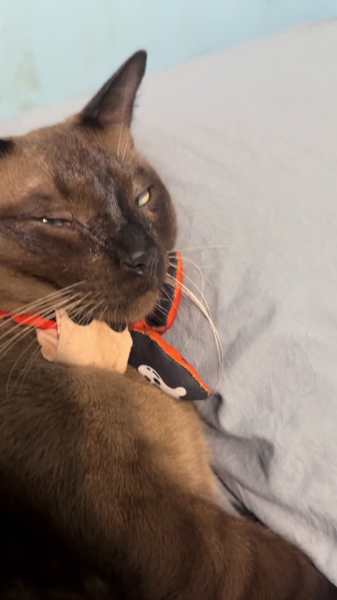 @White.black.orange.cats