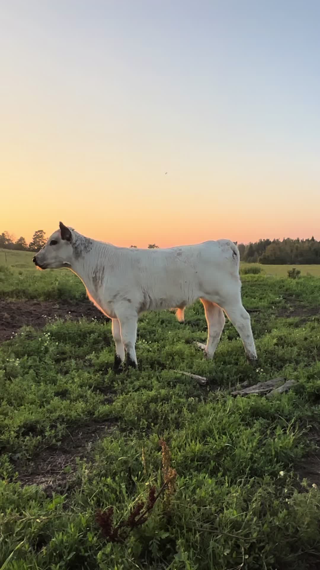 @Speckle Park Cattle 🇨🇦