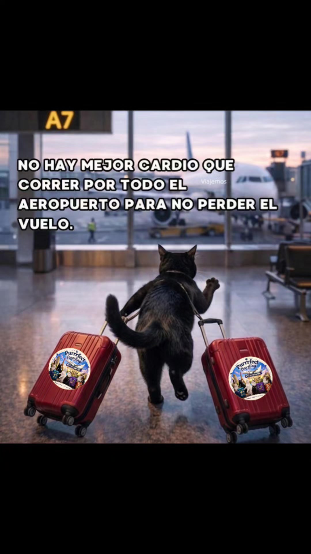 @Purrrfect Traveling