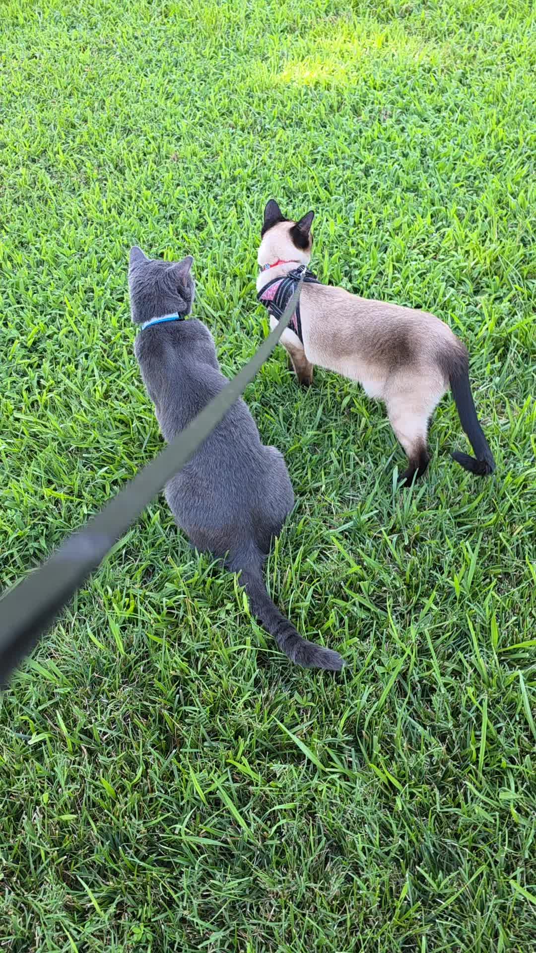 @Molly_and_Sammy