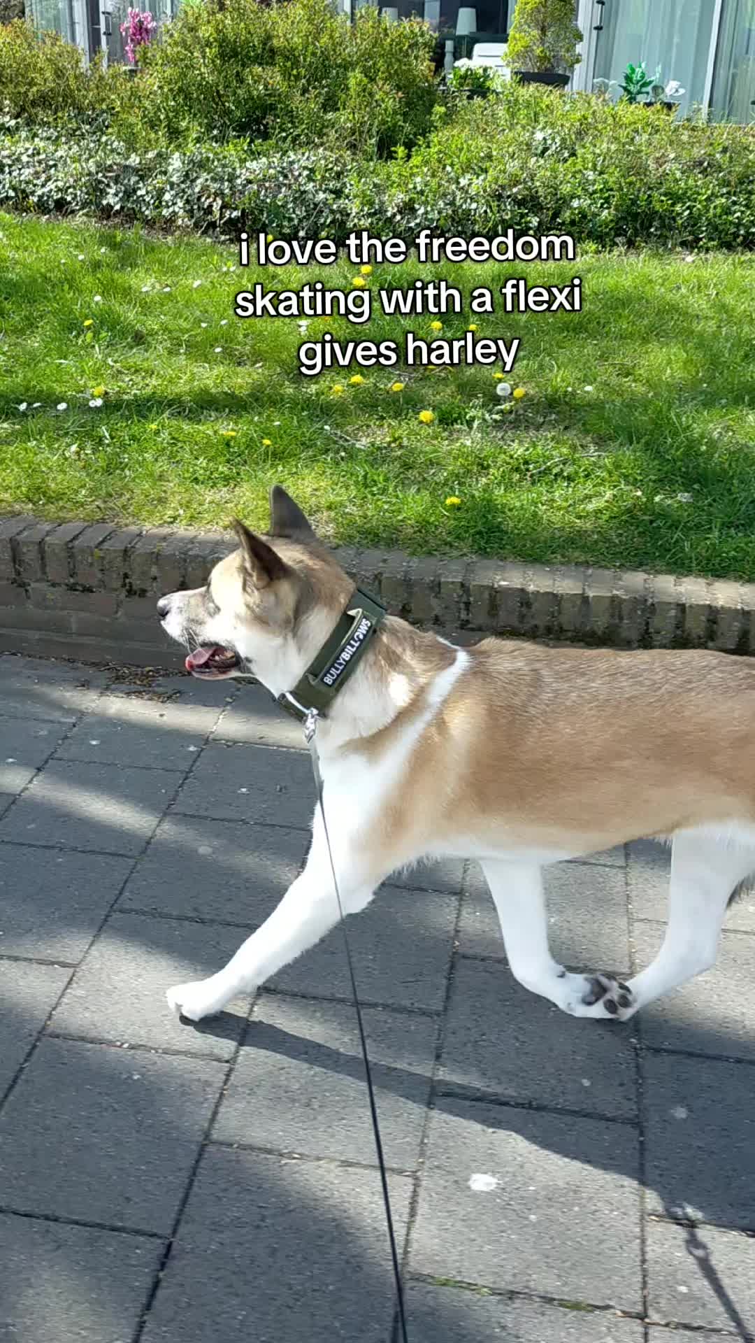 @harley.quinn
