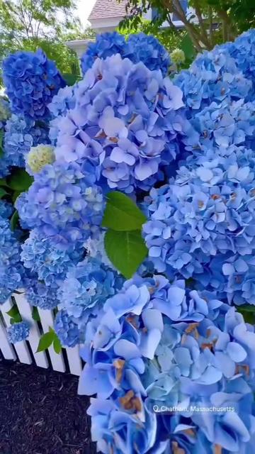 @suvrna