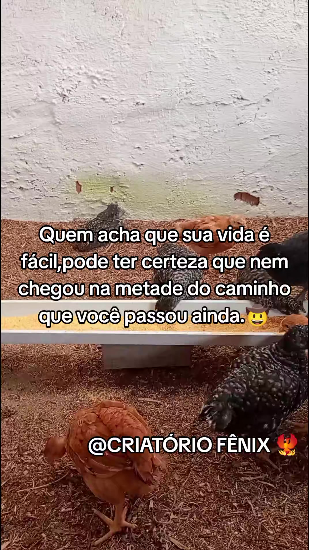 @Criatório Fênix 🐦🔥