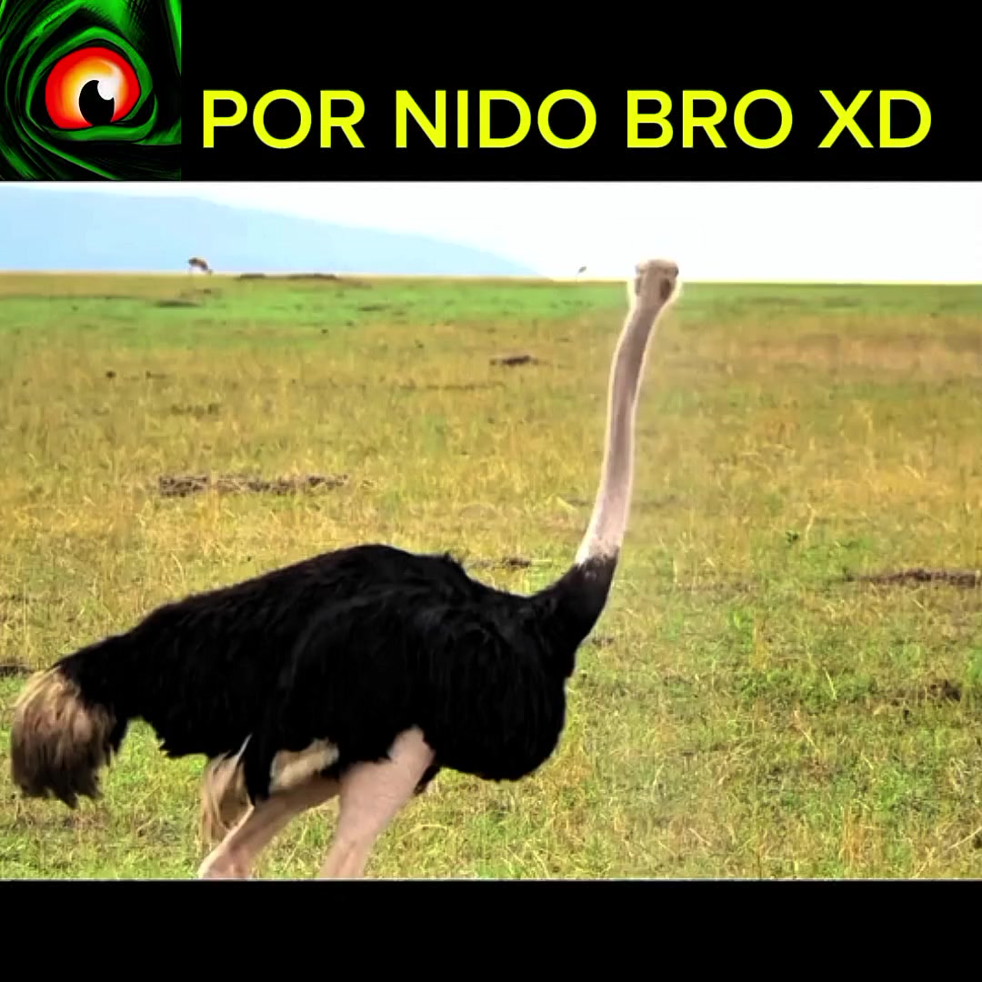 @bigodexxx