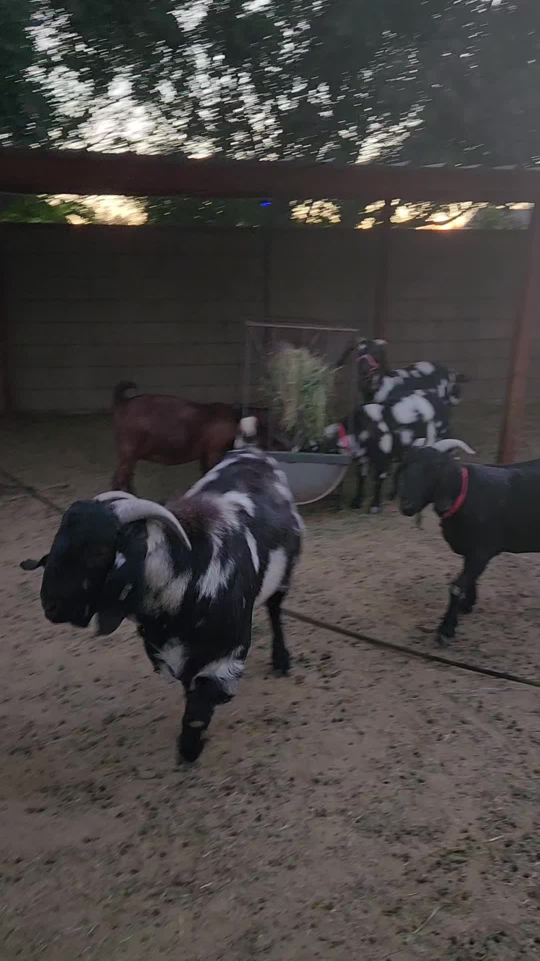 @Nancy | F&N Goat Farm 🐐