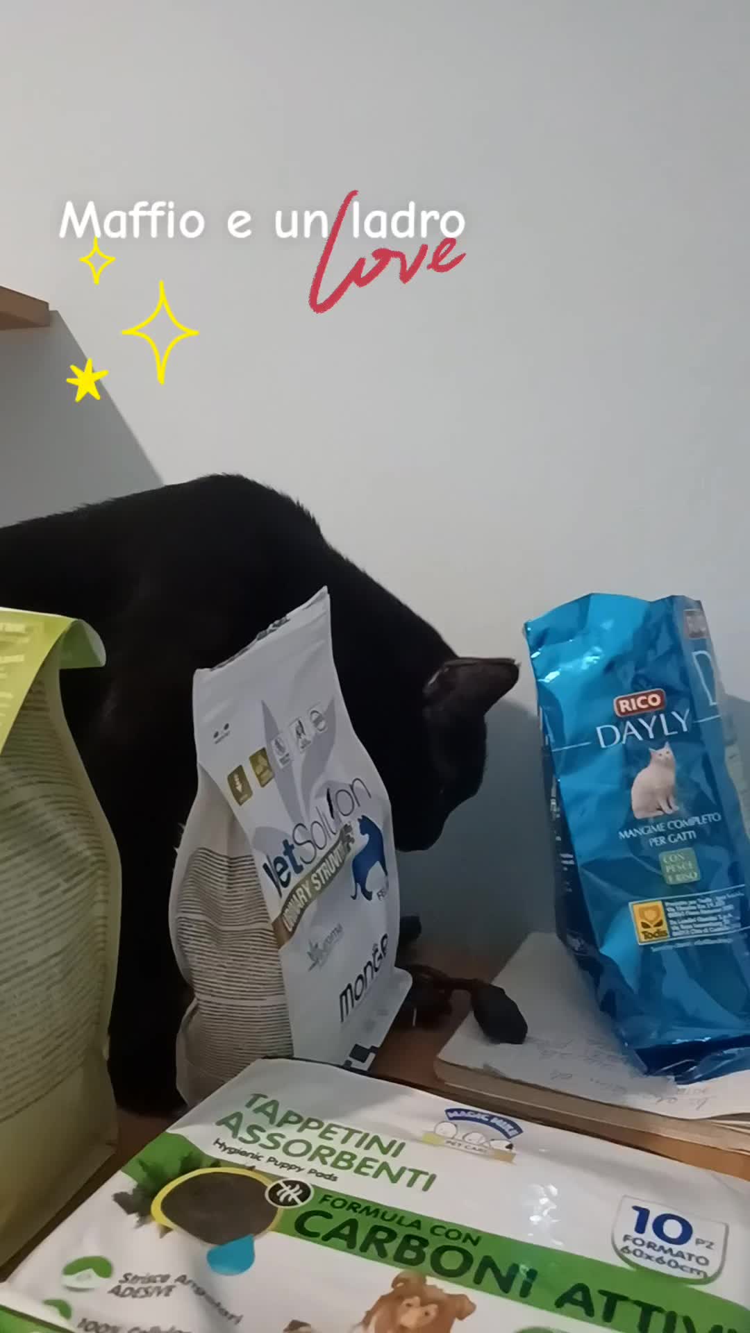 @amica dei gatti