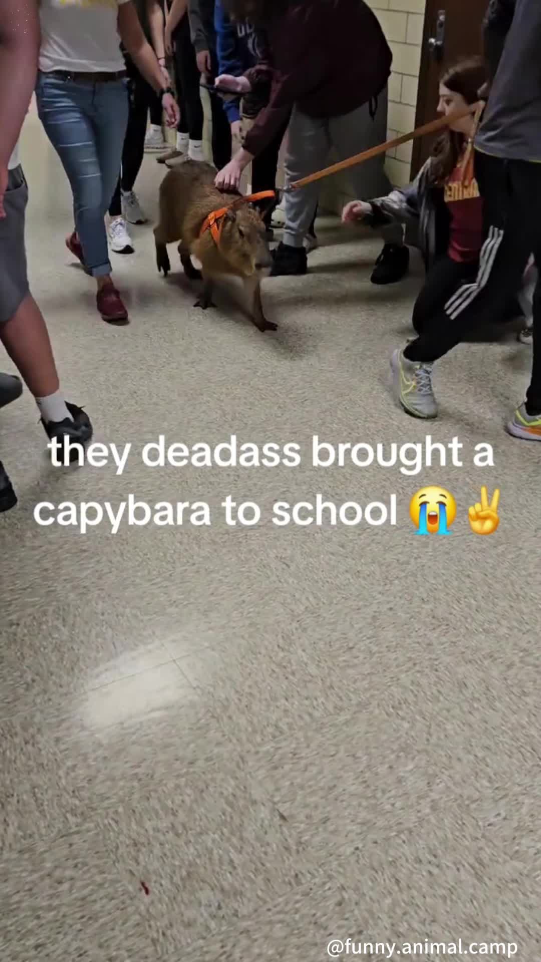 @Funny Animal Camp