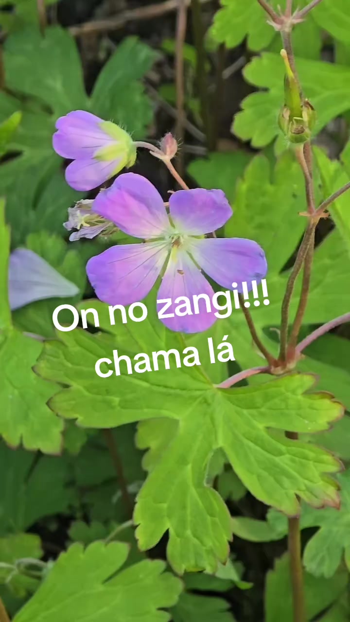 @isaonly