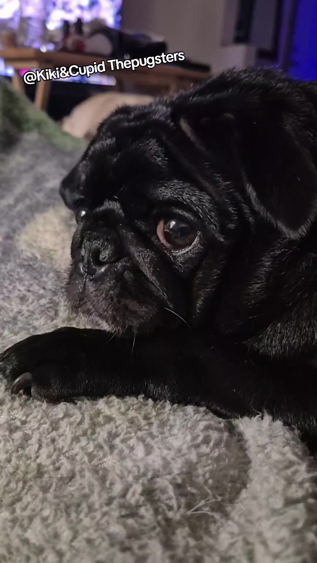 @Kiki&Cupid Thepugster