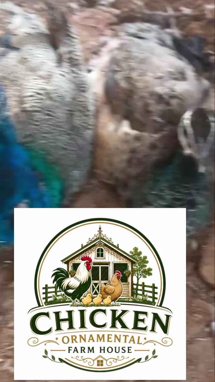 @Chicken ornamental Farm