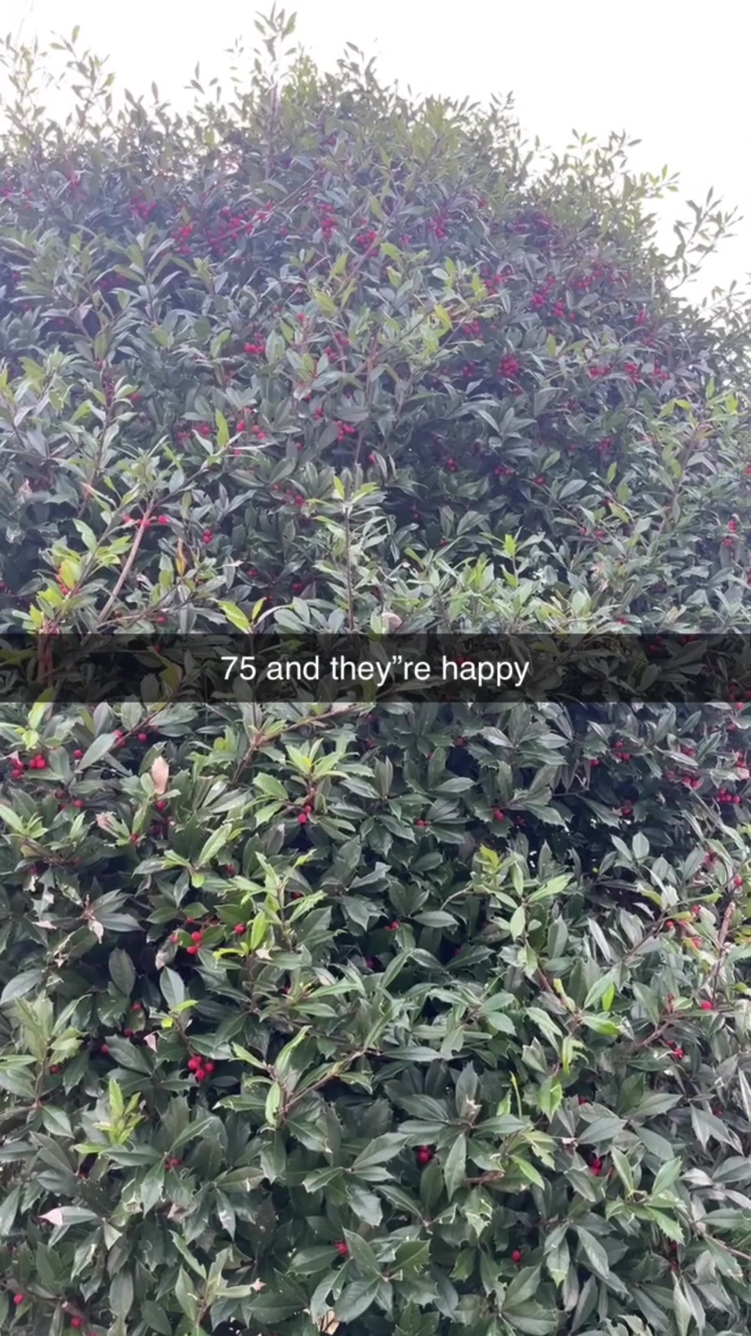 @Nicolette Elliott