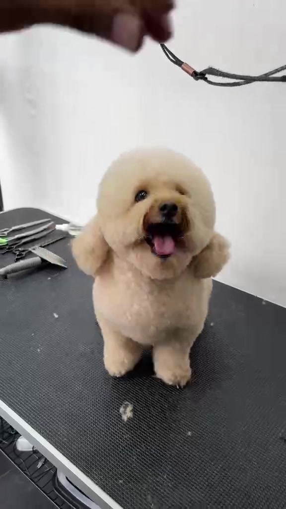 @petlanecebu