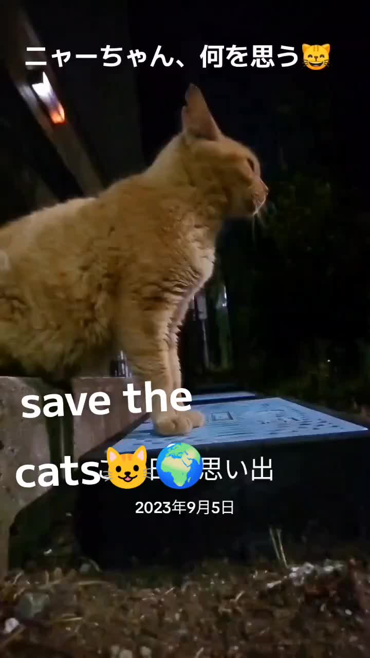 @あきの軍艦巻き😺 🐾 aki🐾