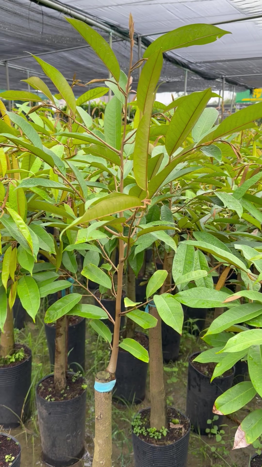 @Hùng Chương STCG Welofarm