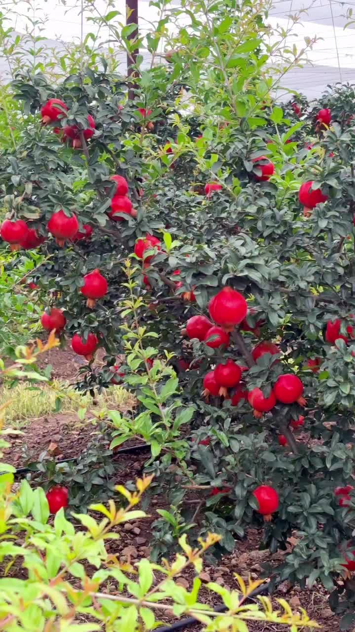 @Zortrax Agriculture Inc