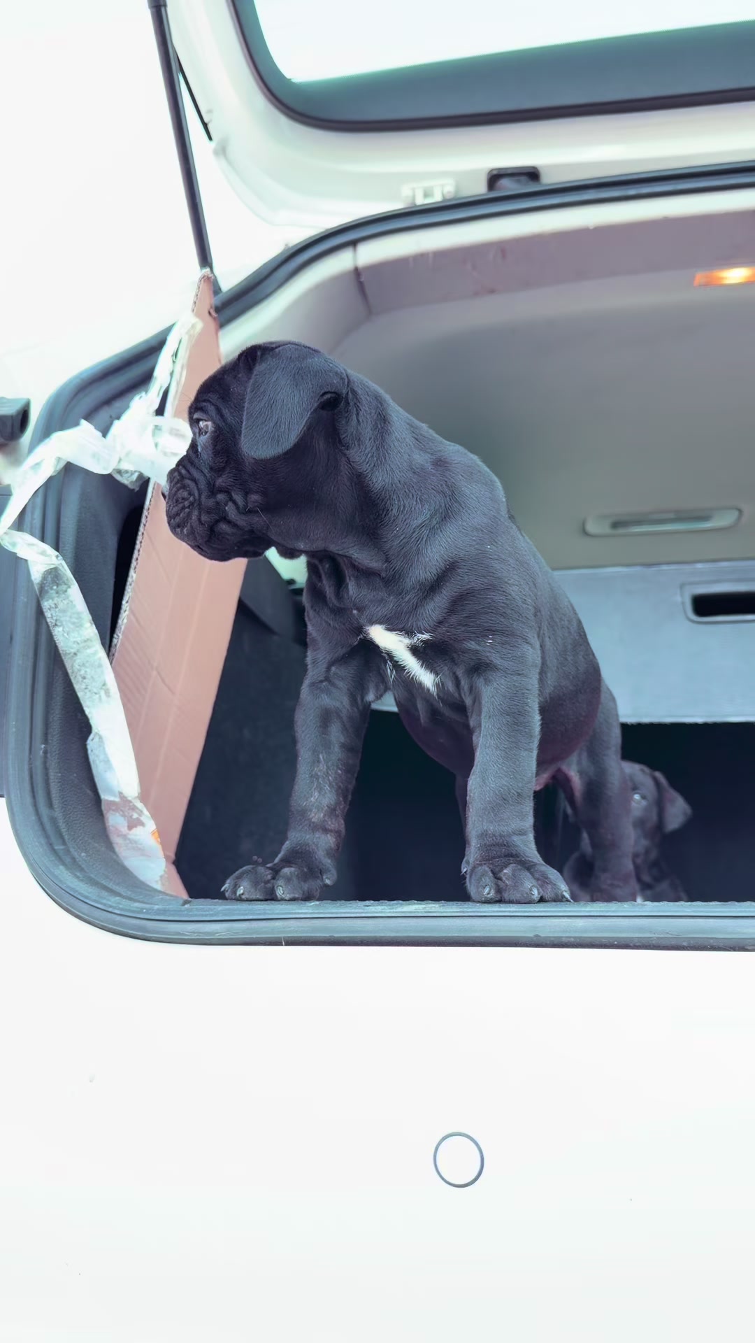 @NeroCaneCorsoKennel