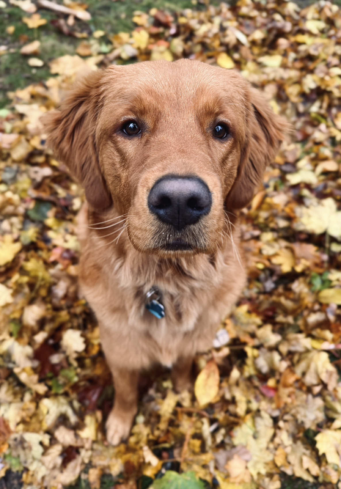 @Rooster The Red Retriever