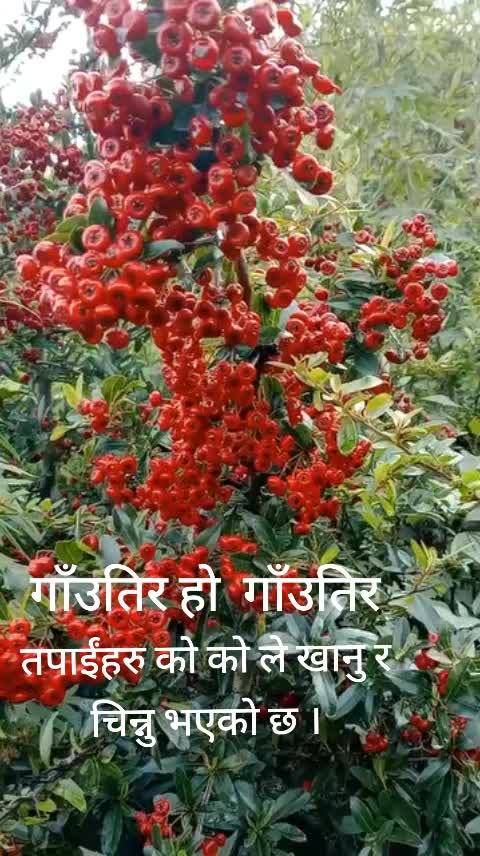 @Krishna Karki