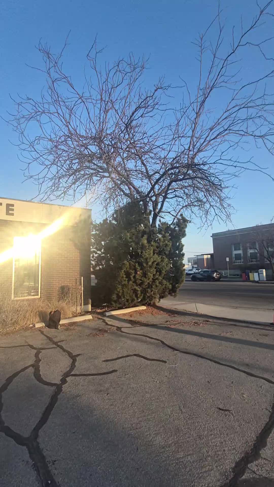 @LoyalTreeCare