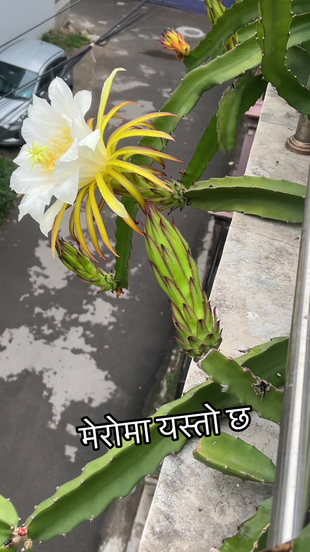 @Sunita Nepal 🇬🇧
