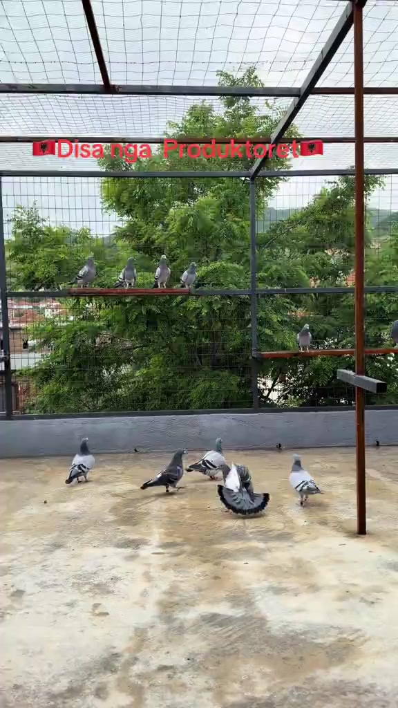 @Unic Pigeons ๐๏ธ๐๏ธ