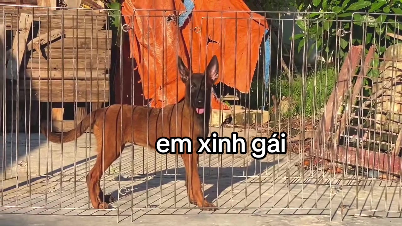 @Hồ Huy Malinoiis