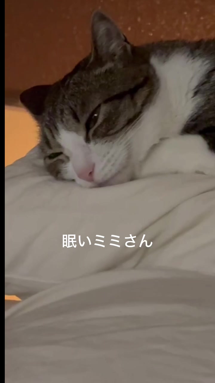 @MimitheNapcat