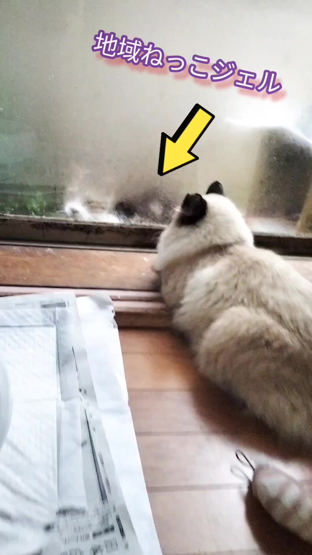 @あきの軍艦巻き😺 🐾 aki🐾