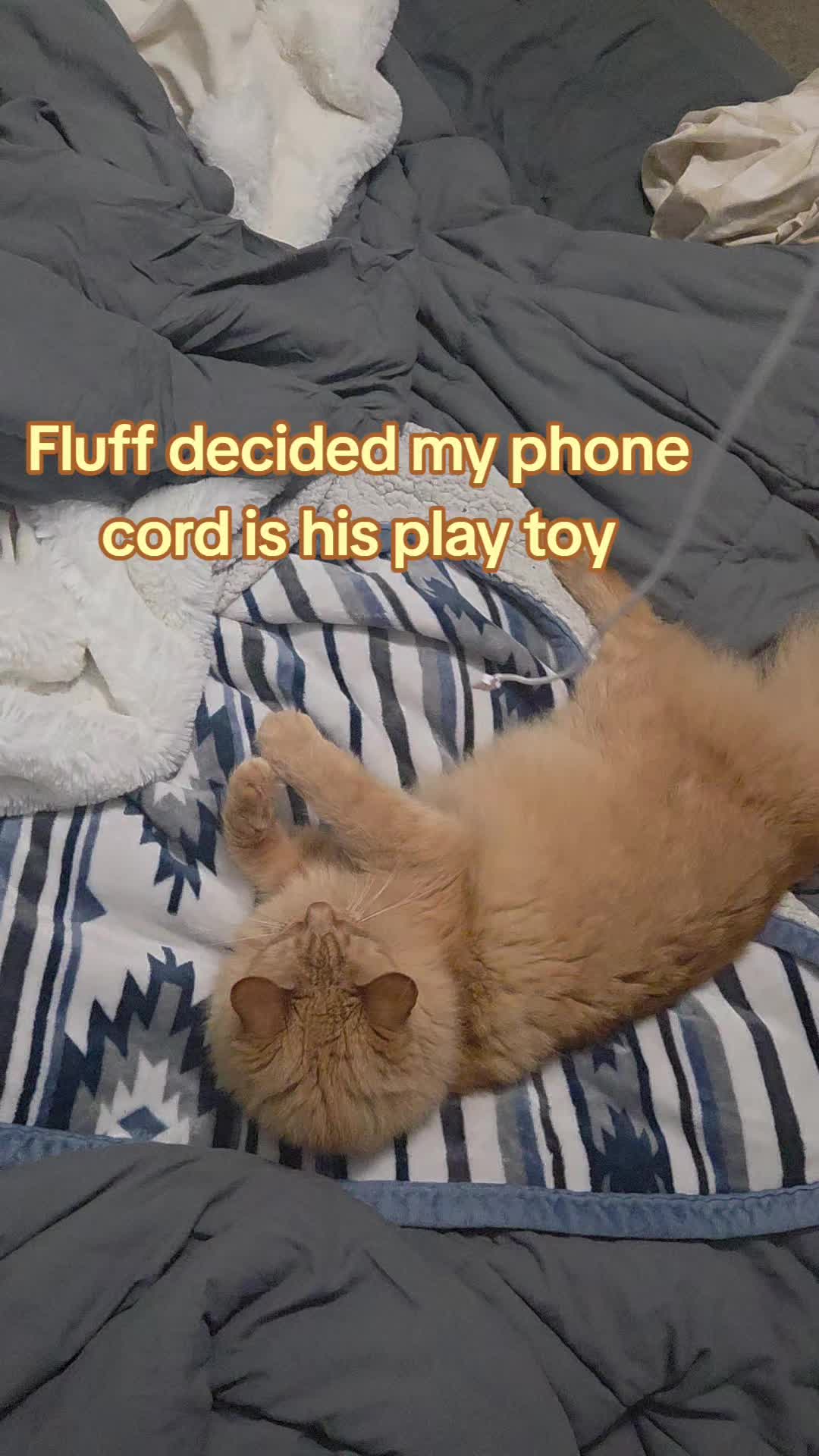 @Cindy🐈