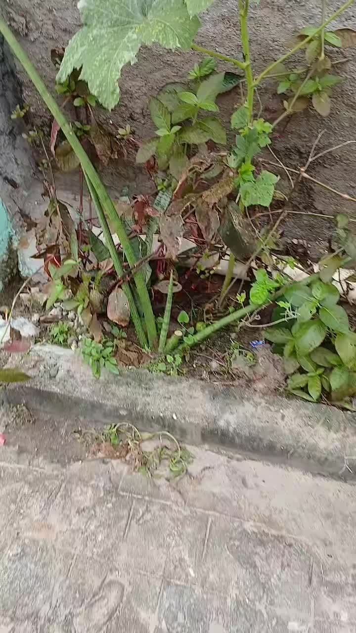 @JoaoMax