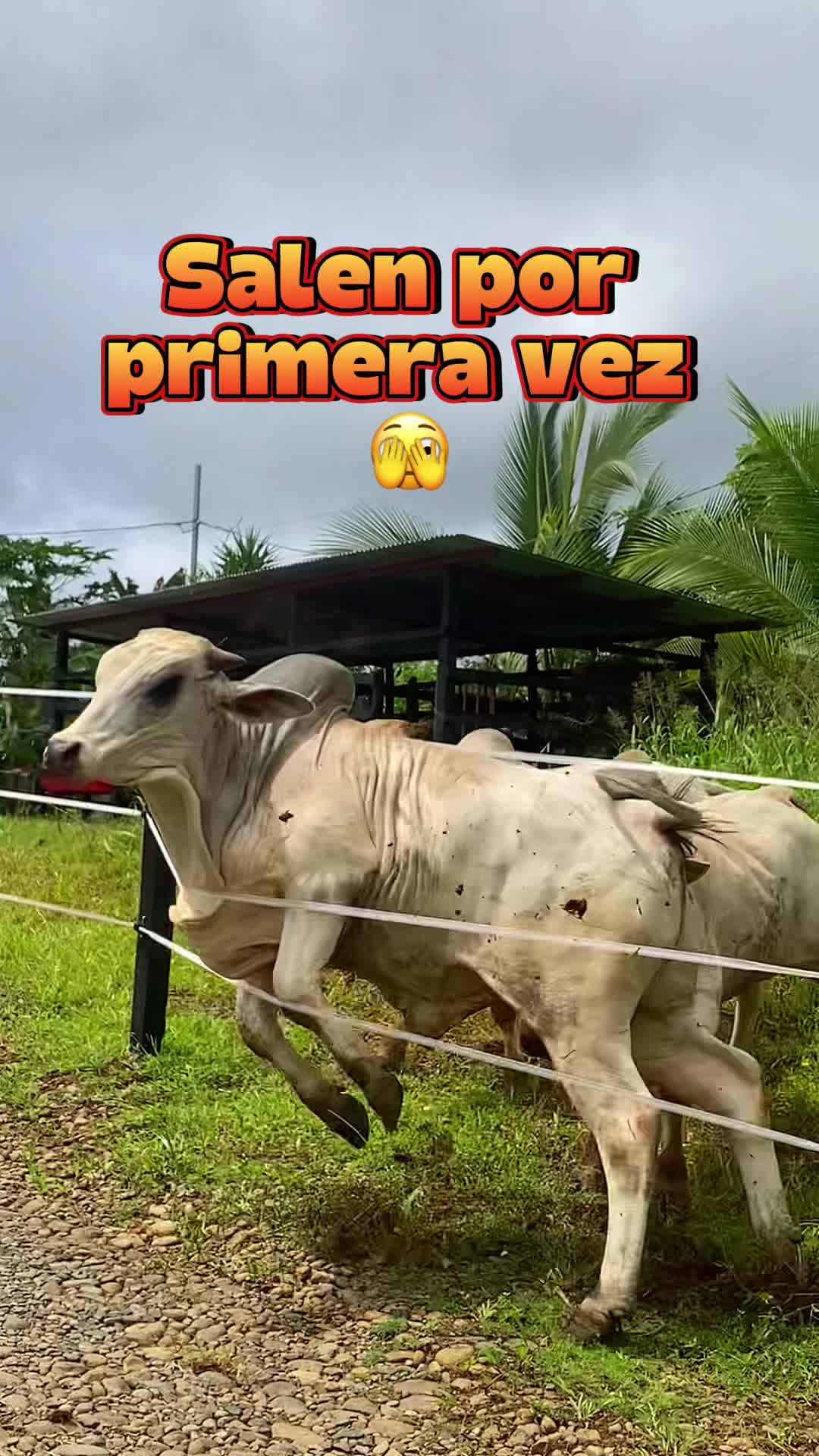 @C.Vargas