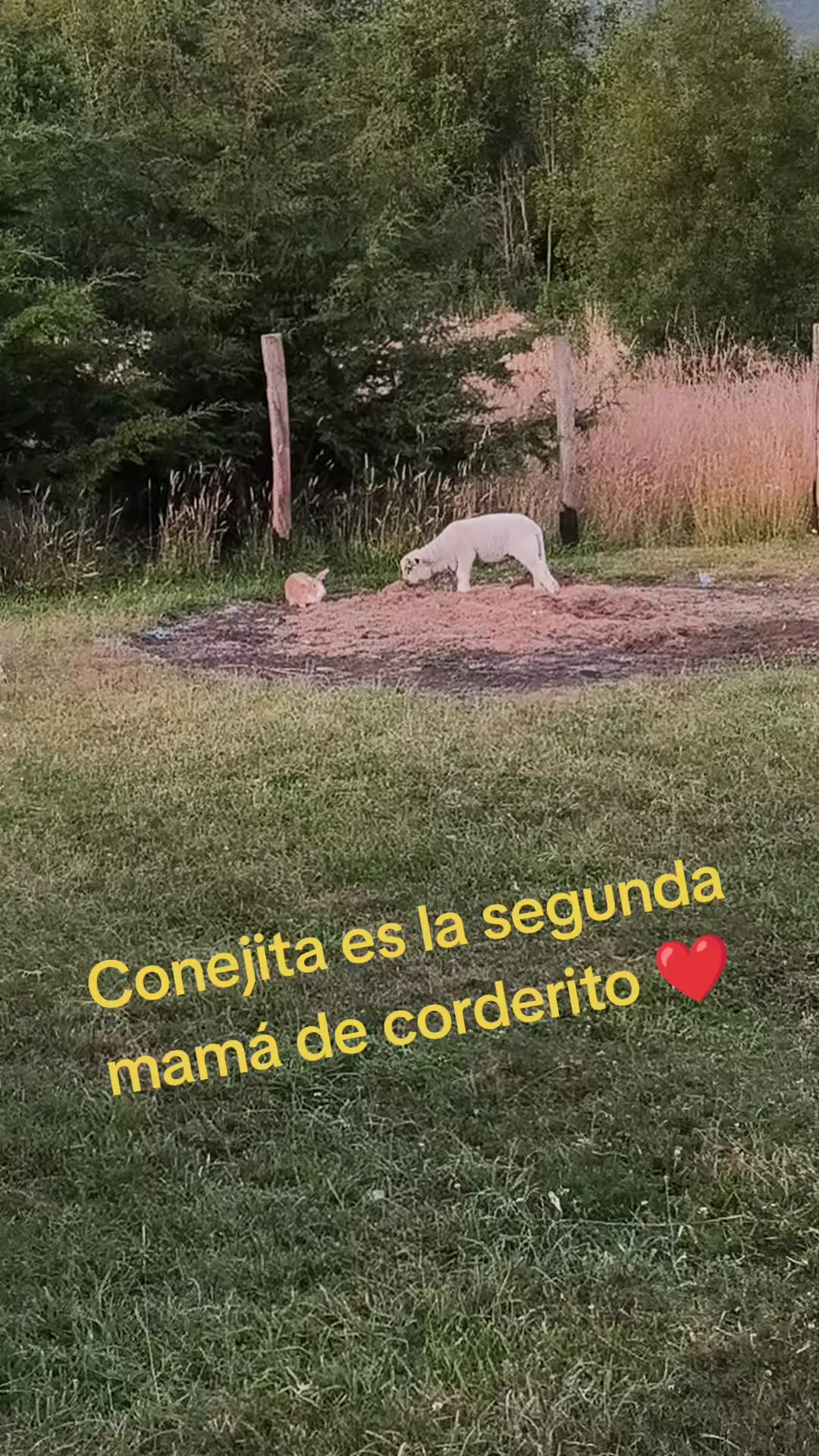 @Karina Toledo Vallejos