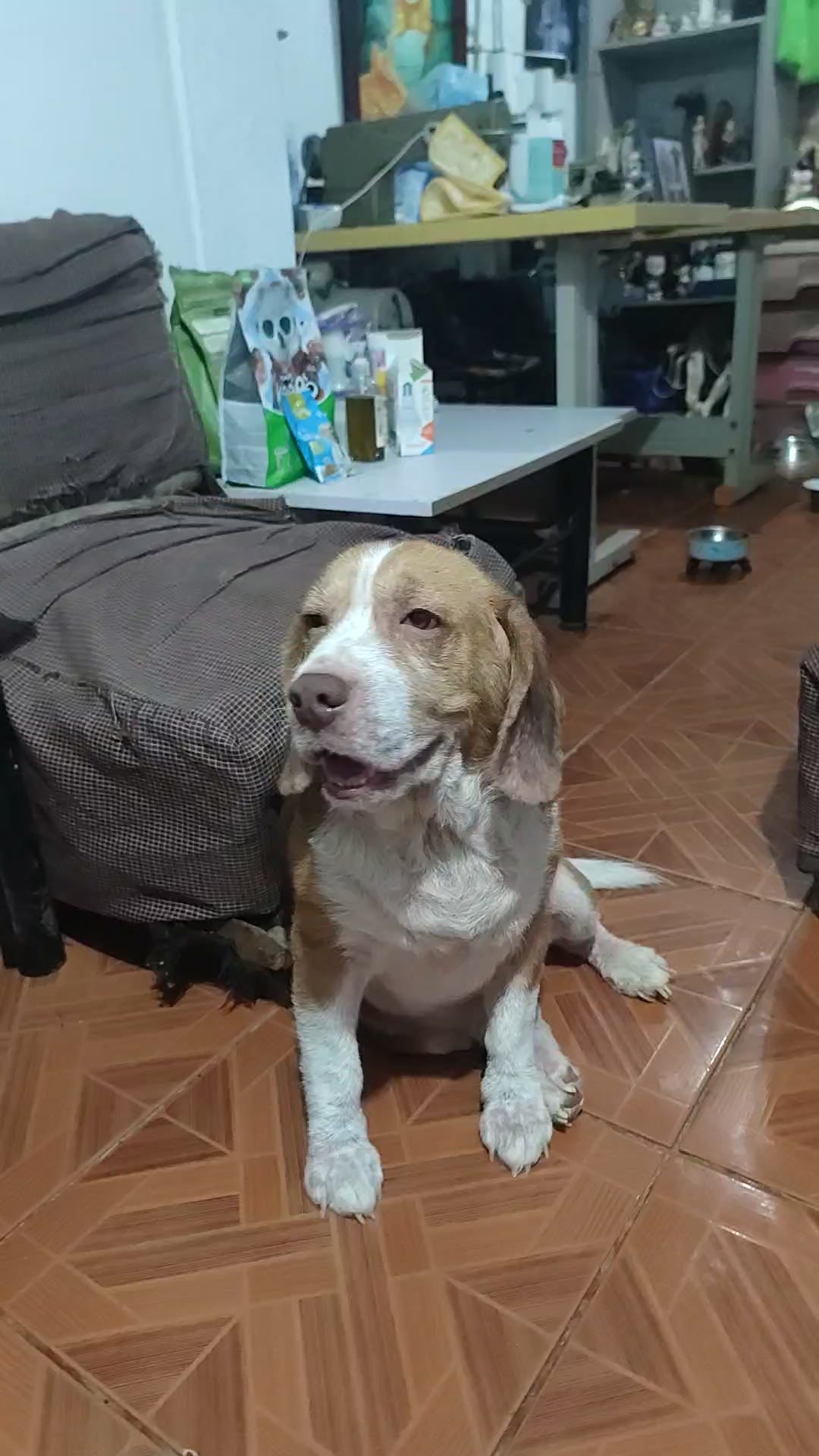 @Pawborito