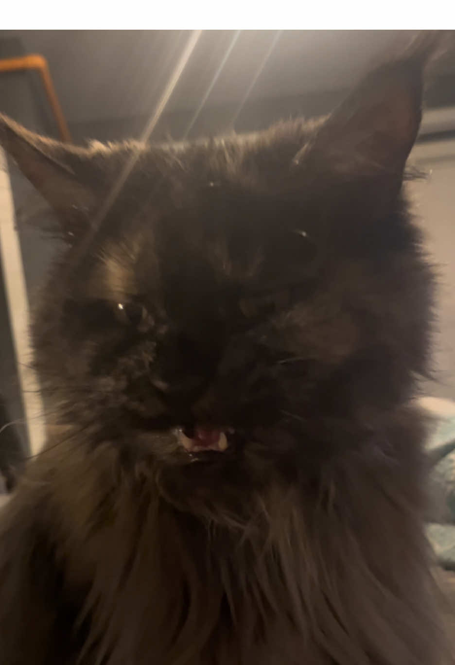 @Grapes the Maine Coon