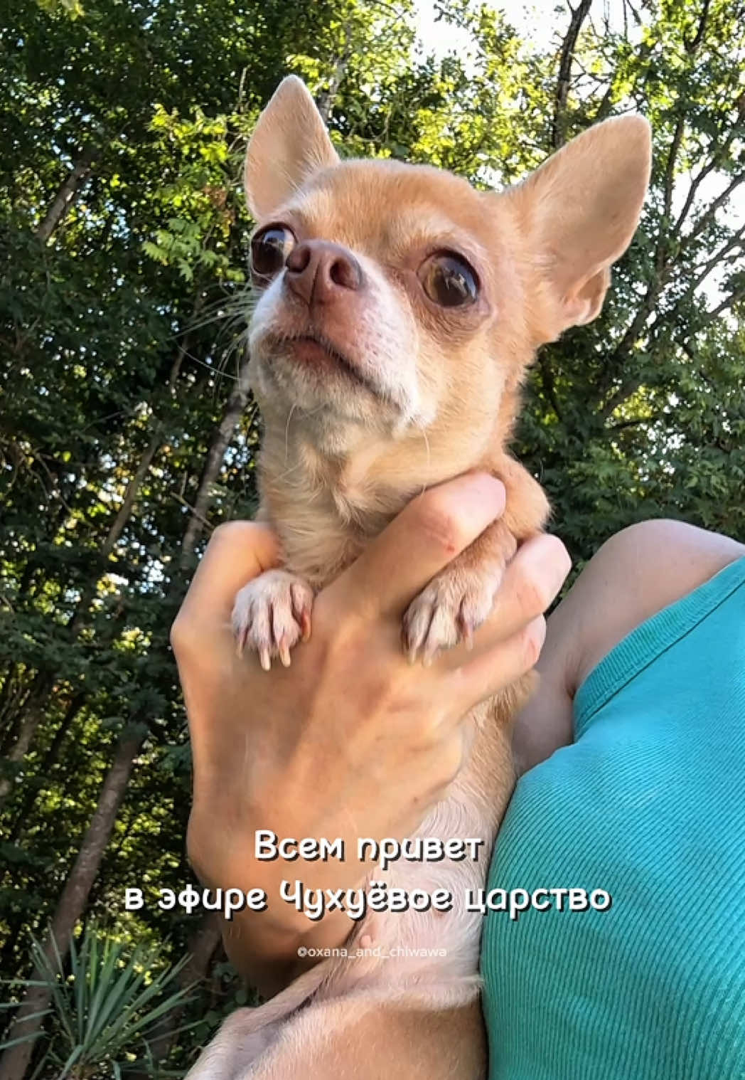 @Оксана & Чихуахуа Бонита
