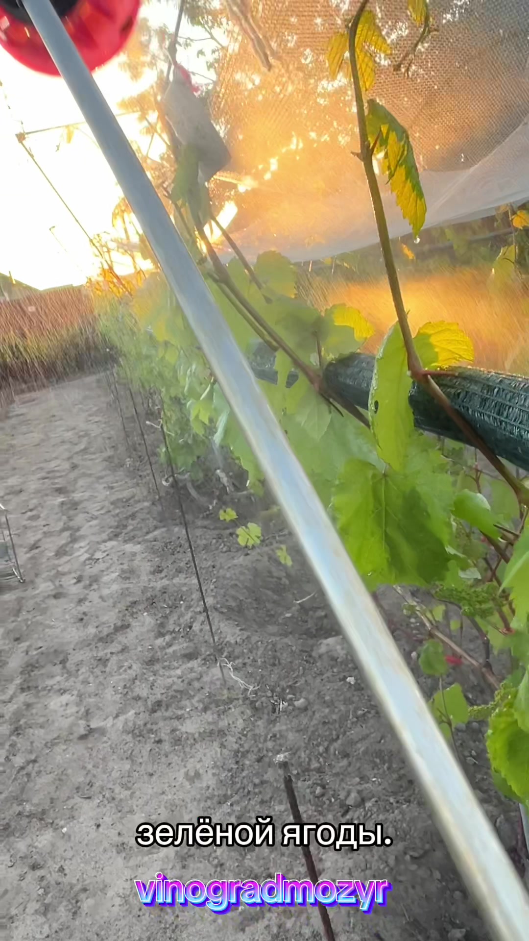 @Vinogradmozyr