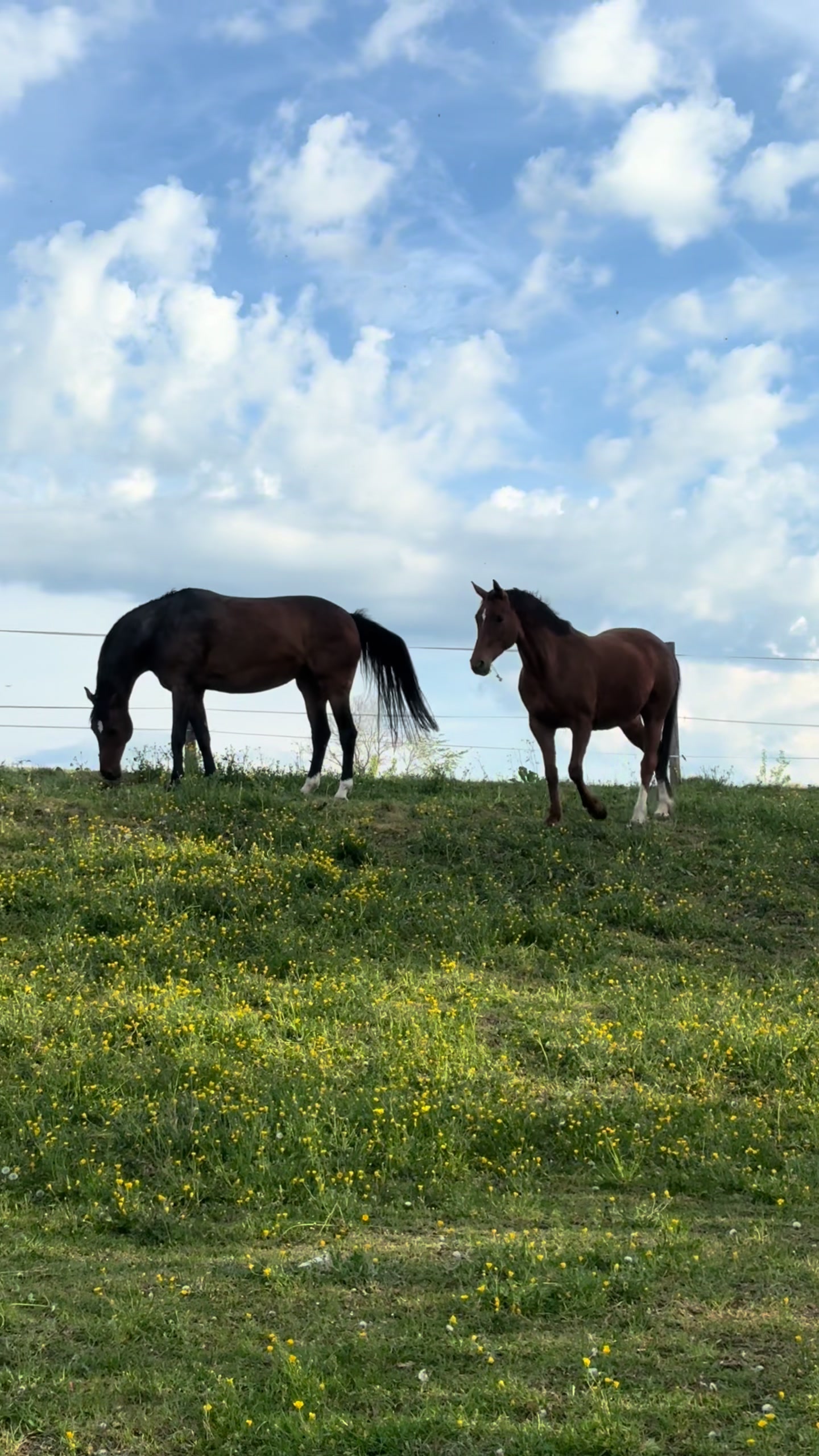 @equine_body_in_balance