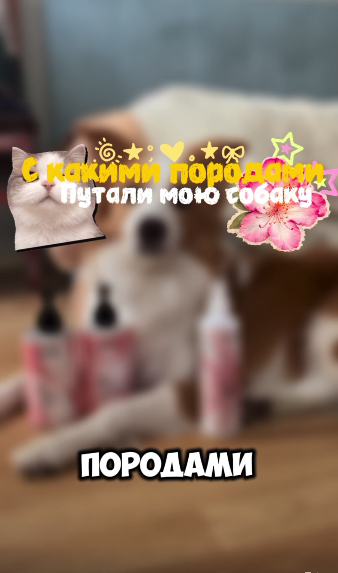 @ТГК: рыжий бордер🔥