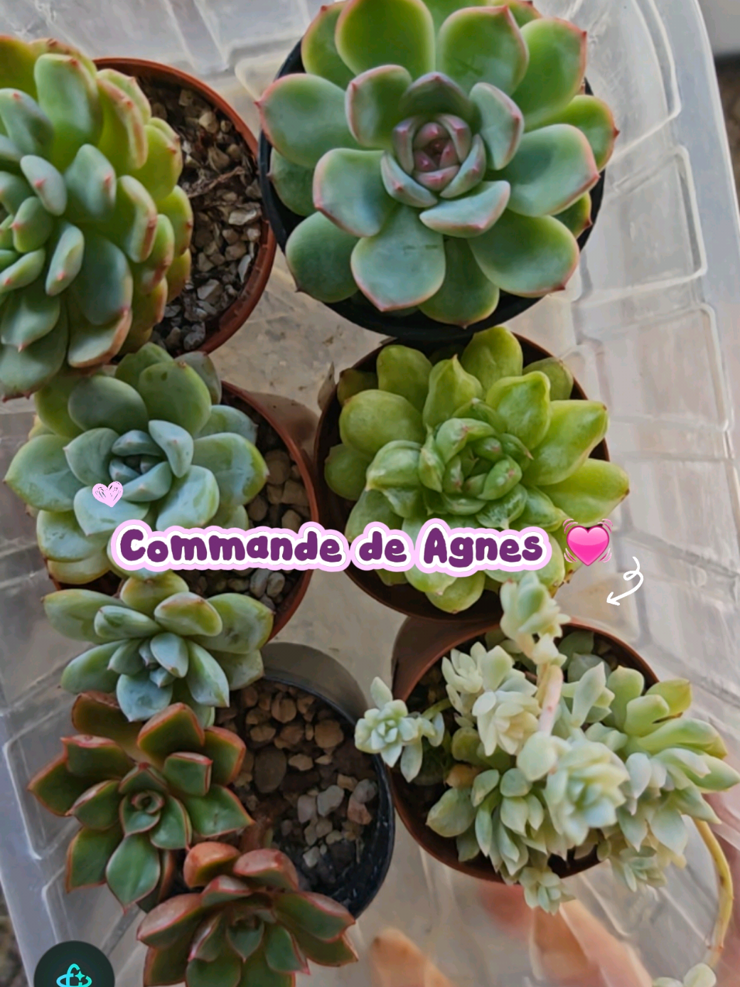 @il était Une Succulente