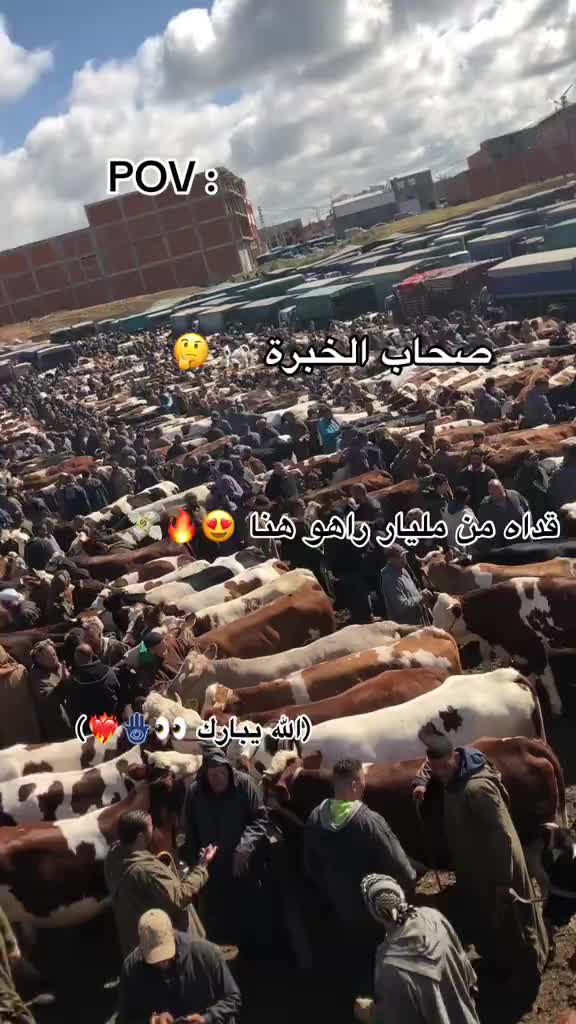 @الموالة اخالي الابقار