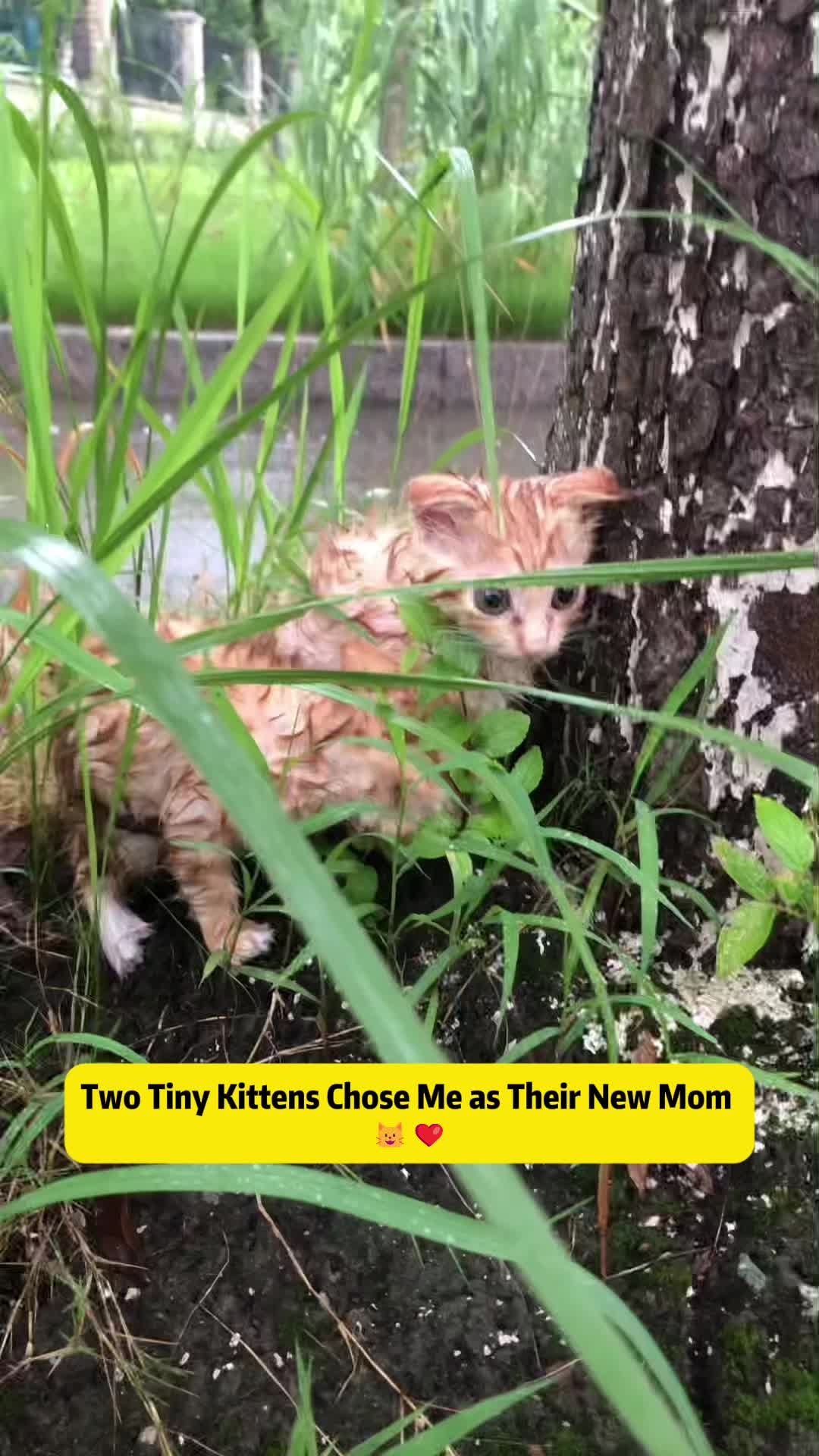 @Stray Cat Talkz