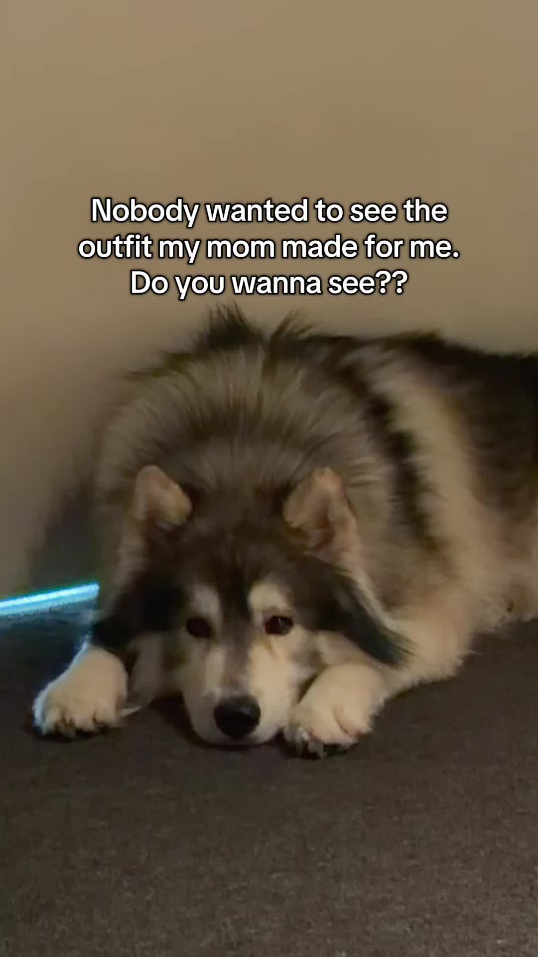 @Echo The Husky
