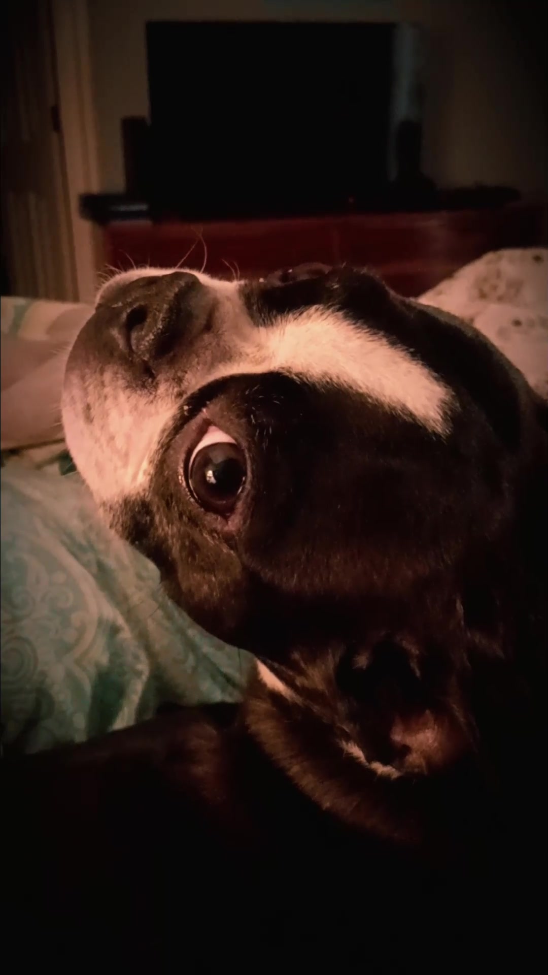 @Ruby the Boston Terrier-G7