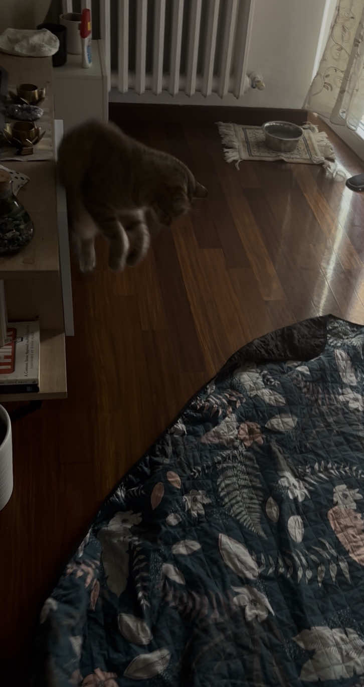 @Life with Kokoro the cat