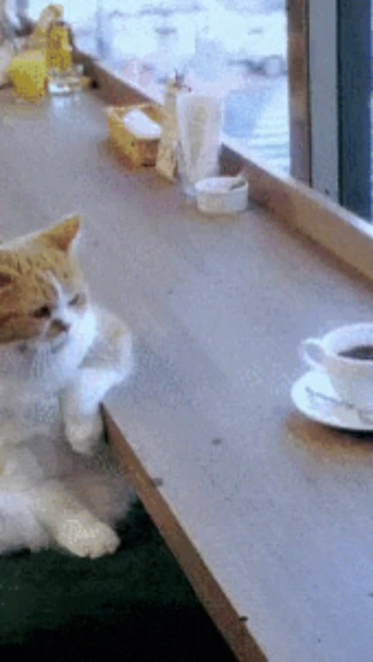 @GIF LOVER❤️