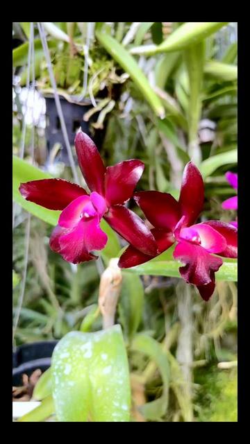 @Anarda Orchids