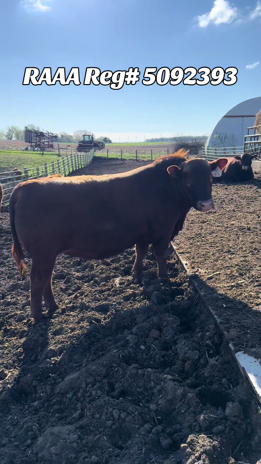 @Circle E Ranch Red Angus MN