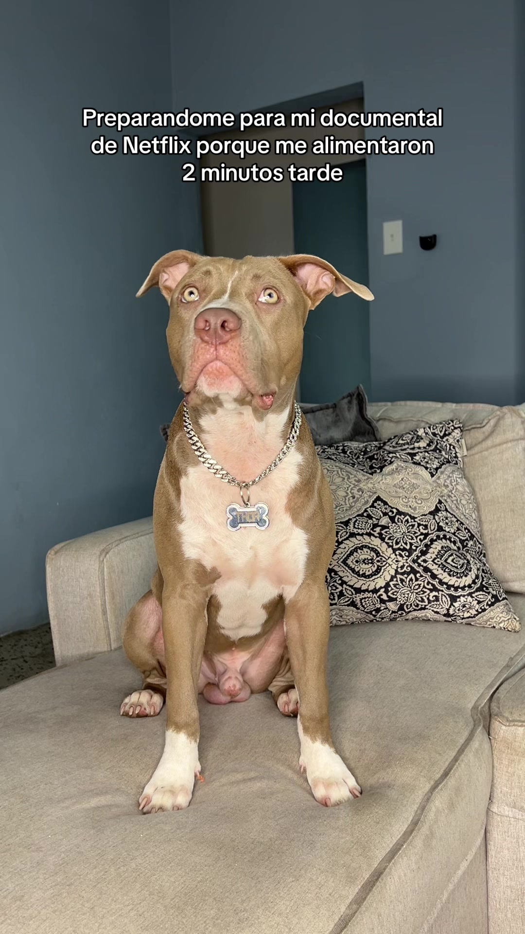 @Thor El Pitbull